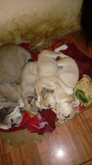 Bulldog ingles cachorroa de 2 meses