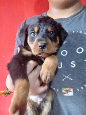 Cachorros Rottwailler