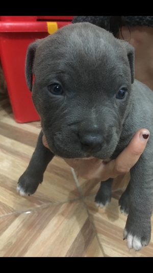 Cachorros american bully