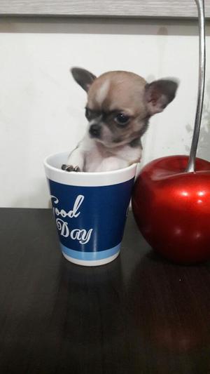 Chihuahua Micro Toy Tea Cup Enanita Hemb