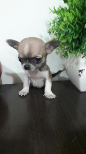 Chihuahua Micro Toy Verdadera Cachorrita
