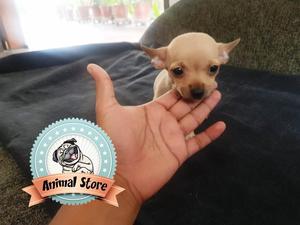 HERMOSO CACHORRO CHIHUAHUA MACHO