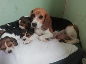 Hermosas Cachorritas Beagle