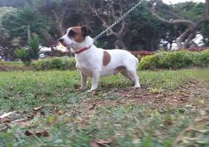 JACK RUSSELL