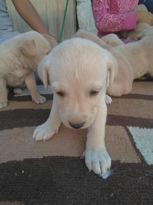 Labrador Retriever Hueso