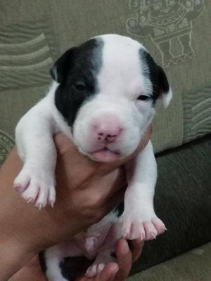 Pitbull Fusion American Bully