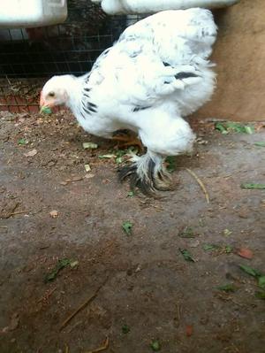 Pollo brahma armiado gigante de 2 meses de edad