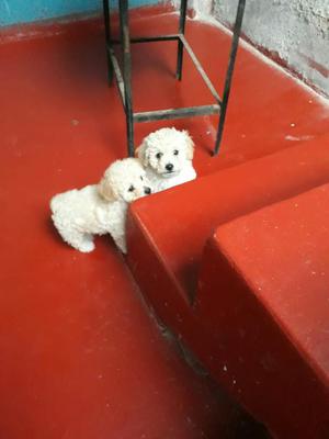 Remato Pudul Poodle Toy de Raza Original