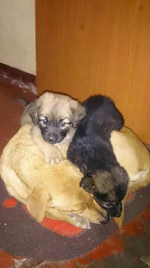 Se Regalan Perritos