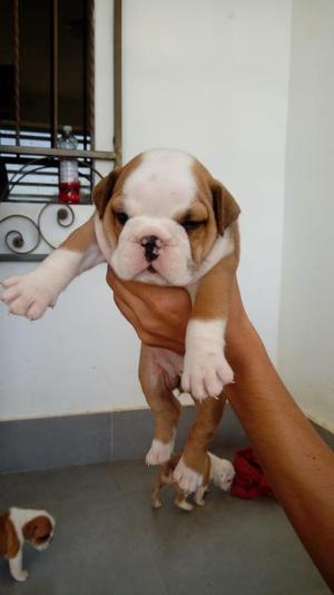 Se Vende Bulldog Inglés Hembrita