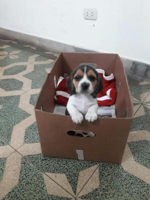 Se Vende Hermoso Cachorro Beagle