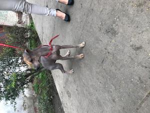 Se regala cachorrita de Razo peruana 8 meses