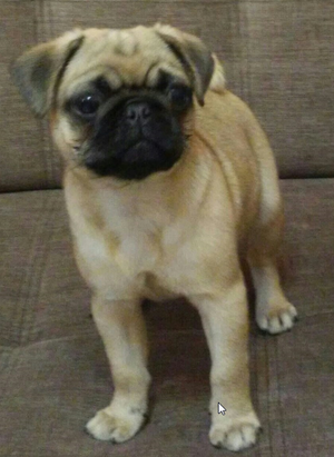 Vendo Cachorro Pug Carlino