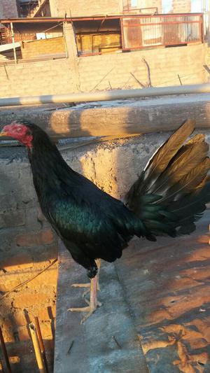 Vendo Gallo Padrillo