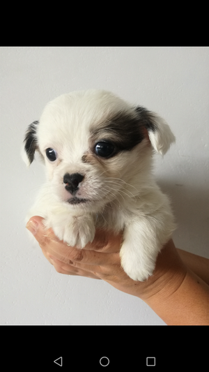 Vendo cachorros cruce Shih Tzu con chihuahua