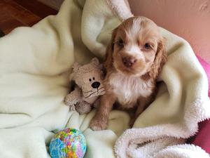 Venta Cachorros Cockers Spaniel PERÙ