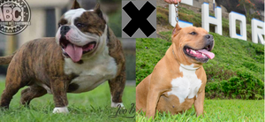 american bully