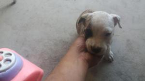 cachorritos pitbull en venta