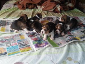 cachorros beagles raza pura