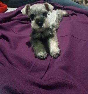 schnauzer toy