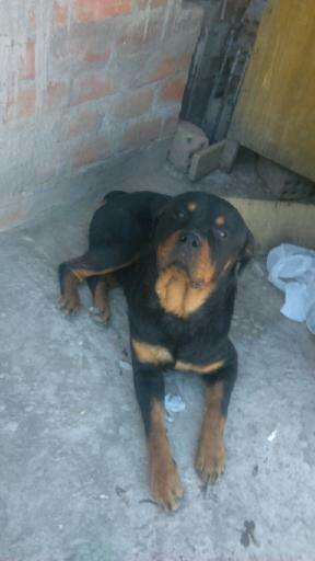 servicio de monta rotweiler