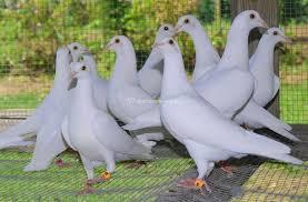 vendo palomas blancas