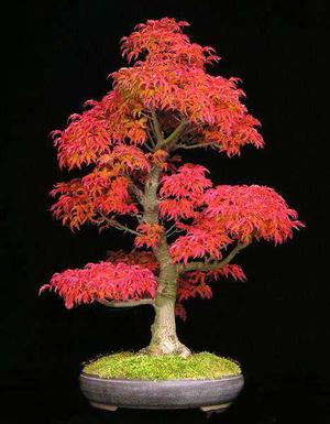 Arce Rojo Japonés En Bonsai, árbol O Semillas