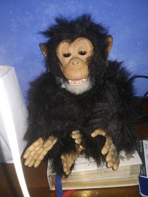El Chimpancé de Funreal