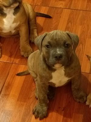 American Bully