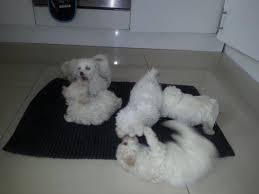 BICHON FRISE CACHORROS RAZA TOY