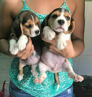 Beagle Cachorritos Tricolor