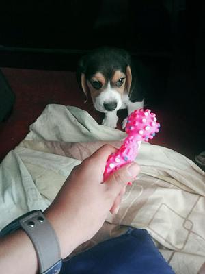 Beagle Cachorro