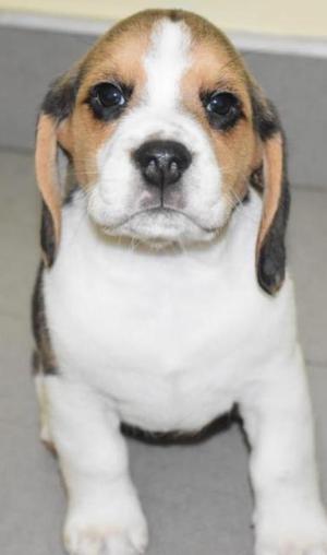 Beagle Tricolor 2 Machos