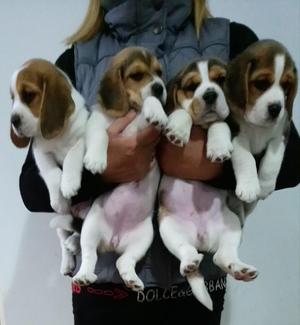 Beagles Tricolor Hembras
