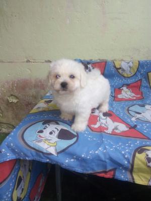 Bichon Frise