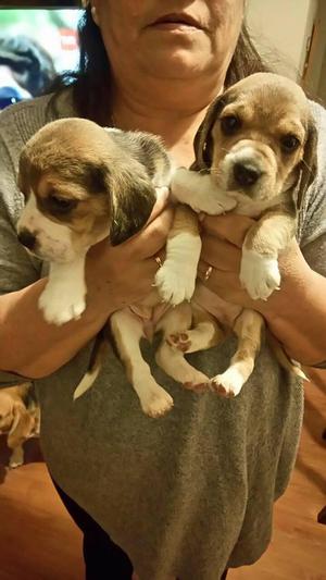 CACHORROS BEAGLE