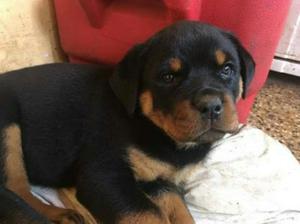 Cachorra Rotweiler 2 Meses