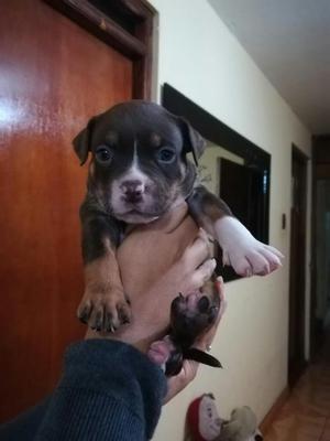 Cachorras Fusion American Bully