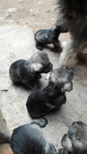 Cachorritos Schnauzer