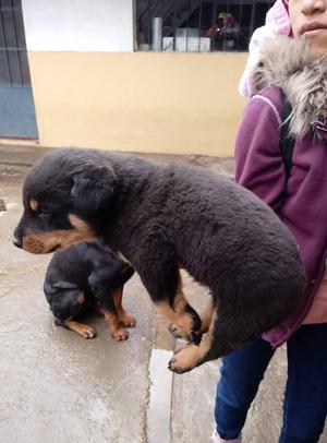 Cachorro Rottweiler macho 1 mes y 3 semanas