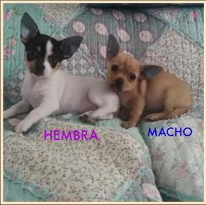 Cachorros Chihuahua