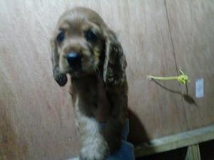 Cachorros Cocker