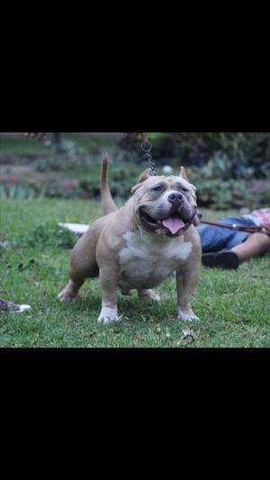 Cachorros Fusion American Bully