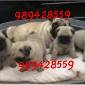 Cachorros Pug Patas Cortas