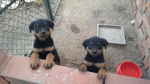 Cachorros Rottweiler