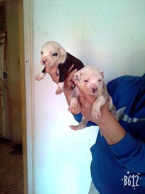 Cachorros fusin pit x bully padres ala vista