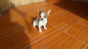 Chihuahua Toy Blanca de 3 Meses