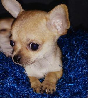Chihuahuas Color Caramelo