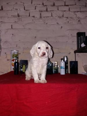 Cocker Spaniel Alvina hembrita 