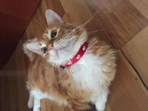 Collar para gato o perro